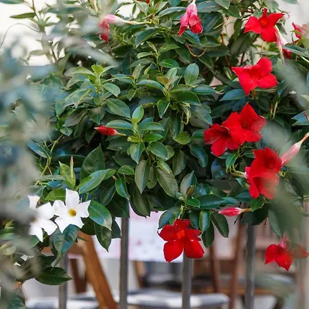 Cambi Апартаменты