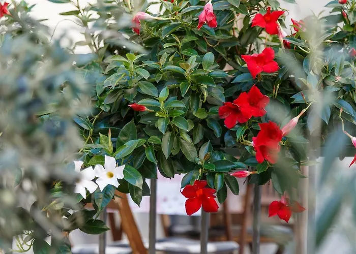 Cambi Апартаменты